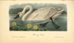 American Swan, Male