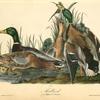 Mallard, 1. and 2. Males 3. and 4. Females