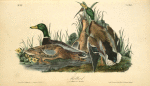 Mallard, 1. and 2. Males 3. and 4. Females