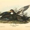 Duskey Duck, 1. Male 2. Female