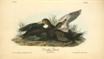 Duskey Duck, 1. Male 2. Female