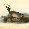 Brewer's Duck, Male