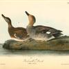 Gadwall Duck, 1. Male 2. Female