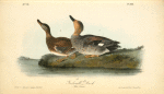 Gadwall Duck, 1. Male 2. Female