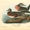 American Widgeon, 1. Male 2. Female