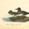 American Green-Winged Teal, 1. Male 2. Female