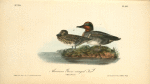 American Green-Winged Teal, 1. Male 2. Female