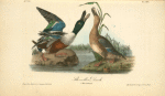 Shoveller Duck, 1. Male 2. Female