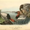 Canvass Back Duck, 1. Male 2. Female