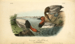 Canvass Back Duck, 1. Male 2. Female