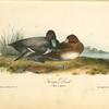 Scaup Duck, 1. Male 2. Female