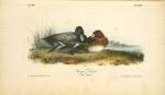Scaup Duck, 1. Male 2. Female