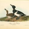 Ring-necked Duck, 1. Male 2. Female