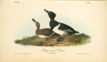 Ring-necked Duck, 1. Male 2. Female