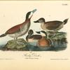 Ruddy Duck, 1. Male 2. Female 3. Young