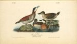 Ruddy Duck, 1. Male 2. Female 3. Young