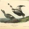 Pied Duck, 1. Male 2. Female