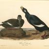 Velvet Duck, 1. Male 2. Female