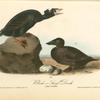 Black or Surf Duck, 1. Male 2. Female