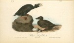 Black or Surf Duck, 1. Male 2. Female