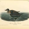 American Scoter Duck, 1. Male 2. Female