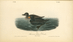 American Scoter Duck, 1. Male 2. Female