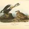 King Duck, 1. Male 2. Female