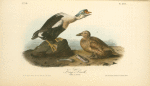 King Duck, 1. Male 2. Female