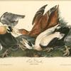 Eider Duck, 1. Male 2. Female