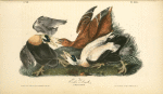 Eider Duck, 1. Male 2. Female
