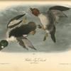 Golden Eye Duck, 1. Male 2. Female