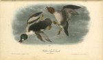 Golden Eye Duck, 1. Male 2. Female