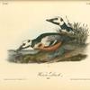 Western Duck, Males