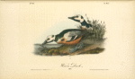 Western Duck, Males