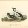 Buffel-headed Duck, 1. Male 2. Female