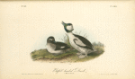 Buffel-headed Duck, 1. Male 2. Female