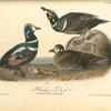 Harlequin Duck, 1. Old Male 2. Female 3. Young Male