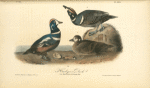 Harlequin Duck, 1. Old Male 2. Female 3. Young Male