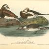 Long-tailed Duck, 1. Male, Summer Plumage 2. Male in Winter 3. Female and Young