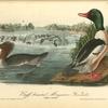 Buff-breasted Merganter [Merganser] - Goosander, 1. Male 2. Female