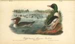 Buff-breasted Merganter [Merganser] - Goosander, 1. Male 2. Female