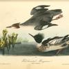 Red-breasted Merganser, 1. Male 2. Female