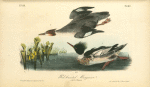 Red-breasted Merganser, 1. Male 2. Female