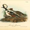 Hooded Merganser, 1. Male 2. Female