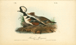 Hooded Merganser, 1. Male 2. Female