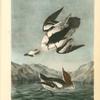 White Merganser Smew. White Nun, 1. Male 2. Female
