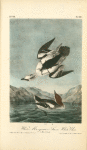 White Merganser Smew. White Nun, 1. Male 2. Female
