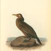 Townsend's Cormorant, Male