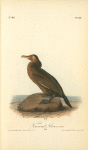 Townsend's Cormorant, Male