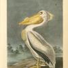American White Pelican, Male